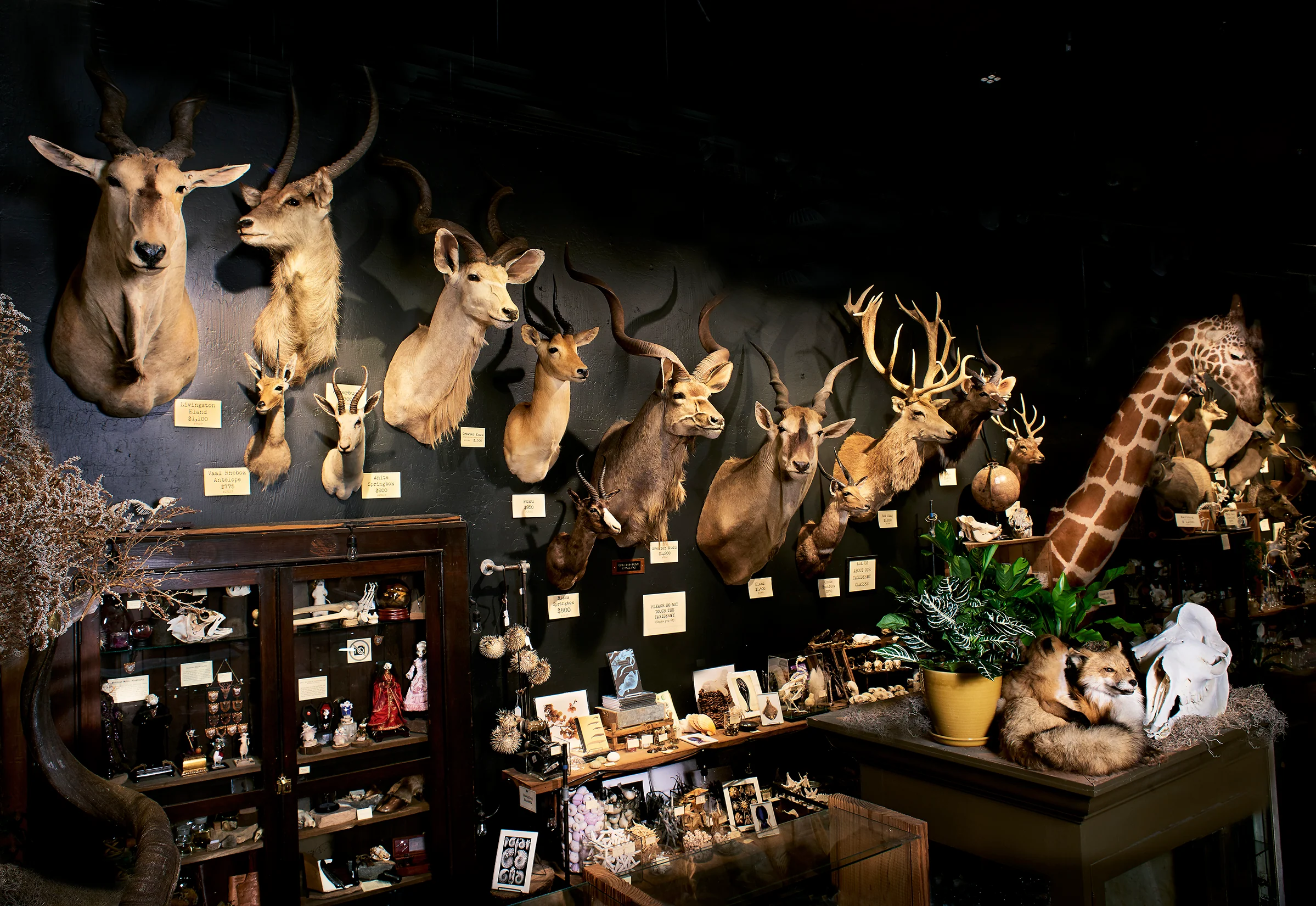 Curiosities for the Inspired Home